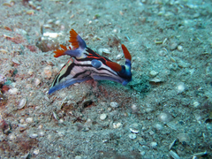 Nembrotha