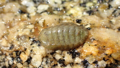 Lepidochitona cinerea