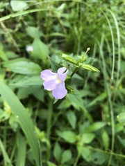 Mimulus alatus