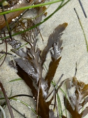 Stephanocystis