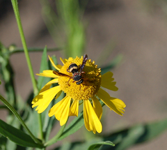 Epeolus bifasciatus