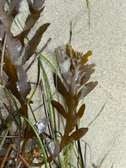 Stephanocystis