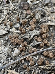Cyathus striatus