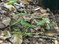 Agkistrodon contortrix