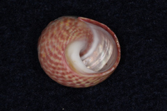 Diloma subrostratum