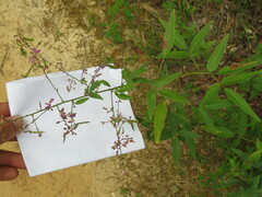 Desmodium paniculatum