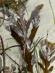 Stephanocystis