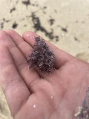 Corallina officinalis