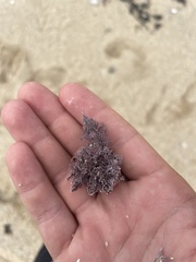 Corallina officinalis