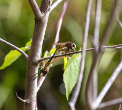 Promachus rufipes
