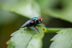 Lucilia coeruleiviridis