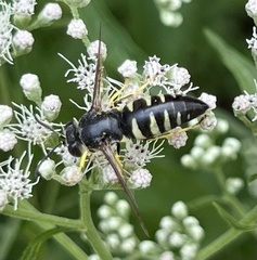 Bicyrtes quadrifasciatus