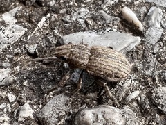 Naupactus leucoloma