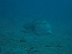 Epinephelidae