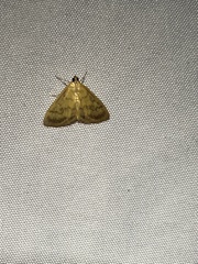 Crocidophora tuberculalis