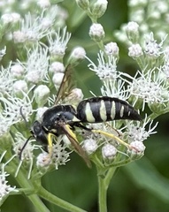 Bicyrtes quadrifasciatus