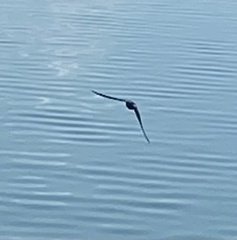 Hirundo rustica