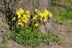 Oxalis pes-caprae