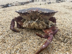 Romaleon antennarium