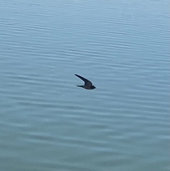 Hirundo rustica