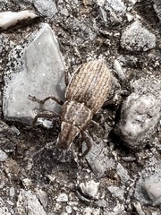 Naupactus leucoloma