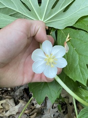 Podophyllum peltatum