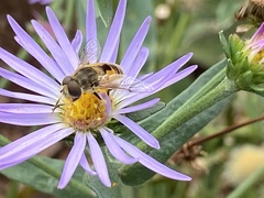 Eristalis arbustorum