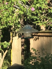 Pheucticus ludovicianus