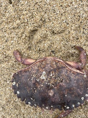 Romaleon antennarium