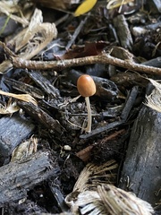 Conocybe tenera