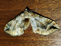 Pelurga comitata