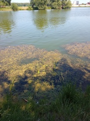 Sagittaria sagittifolia