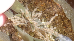 Hydrozoa