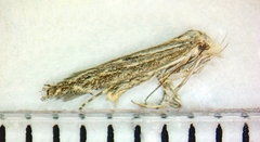Isophrictis striatella