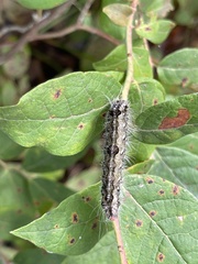 Acronicta