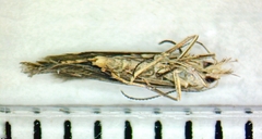 Isophrictis striatella