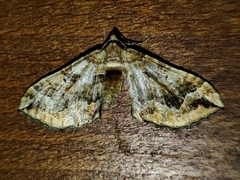 Pelurga comitata