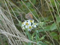 Coenonympha california