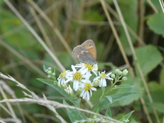 Coenonympha california