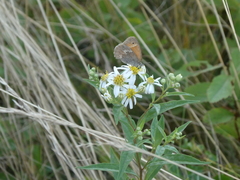 Coenonympha california