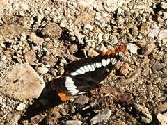 Limenitis lorquini