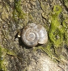 Oxychilus draparnaudi