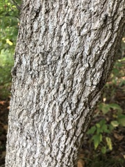 Acer nigrum