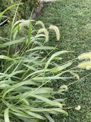 Setaria faberi