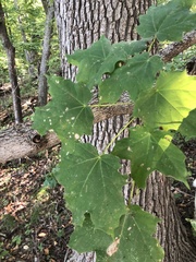 Acer nigrum