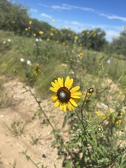 Helianthus petiolaris