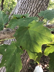 Acer nigrum
