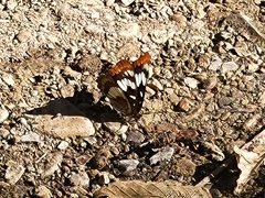 Limenitis lorquini
