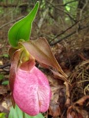 Cypripedium acaule
