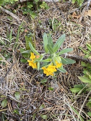 Lithospermum canescens